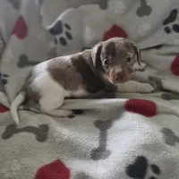 Robin , a male Miniature Dachshund for sale in Burleson, TX – Photo 2 of 10