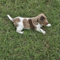 Robin , a male Miniature Dachshund for sale in Burleson, TX – Photo 6 of 10