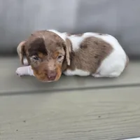 Robin , a male Miniature Dachshund for sale in Burleson, TX – Photo 3 of 10