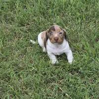 Robin , a male Miniature Dachshund for sale in Burleson, TX – Photo 8 of 10