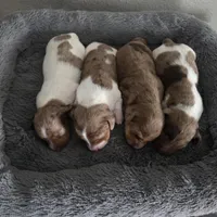 Robin , a male Miniature Dachshund for sale in Burleson, TX – Photo 10 of 10