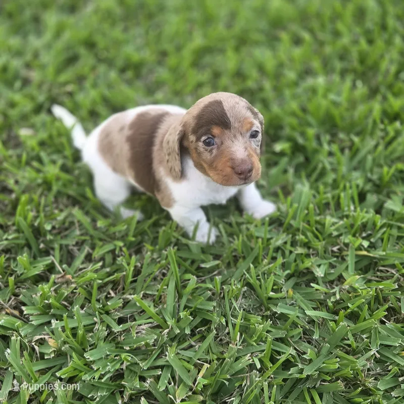 Robin  – Miniature Dachshund puppy for sale in Burleson, TX