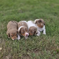 Robin , a male Miniature Dachshund for sale in Burleson, TX – Photo 4 of 10