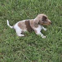 Robin , a male Miniature Dachshund for sale in Burleson, TX – Photo 9 of 10