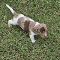 Robin , a male Miniature Dachshund for sale in Burleson, TX – Photo 5 of 10