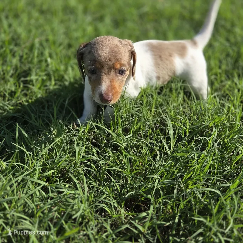 Pearl – Miniature Dachshund puppy for sale in Burleson, TX