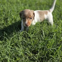 Pearl   AKC, a female Miniature Dachshund for sale in Burleson, TX – 1 of 10
