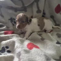 Pearl, a female Miniature Dachshund for sale in Burleson, TX – Photo 3 of 9