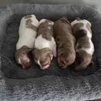 Pearl, a female Miniature Dachshund for sale in Burleson, TX – Photo 8 of 9