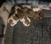 Pearl, a female Miniature Dachshund for sale in Burleson, TX – Photo 7 of 9