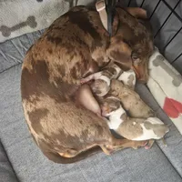 Pearl, a female Miniature Dachshund for sale in Burleson, TX – Photo 2 of 9