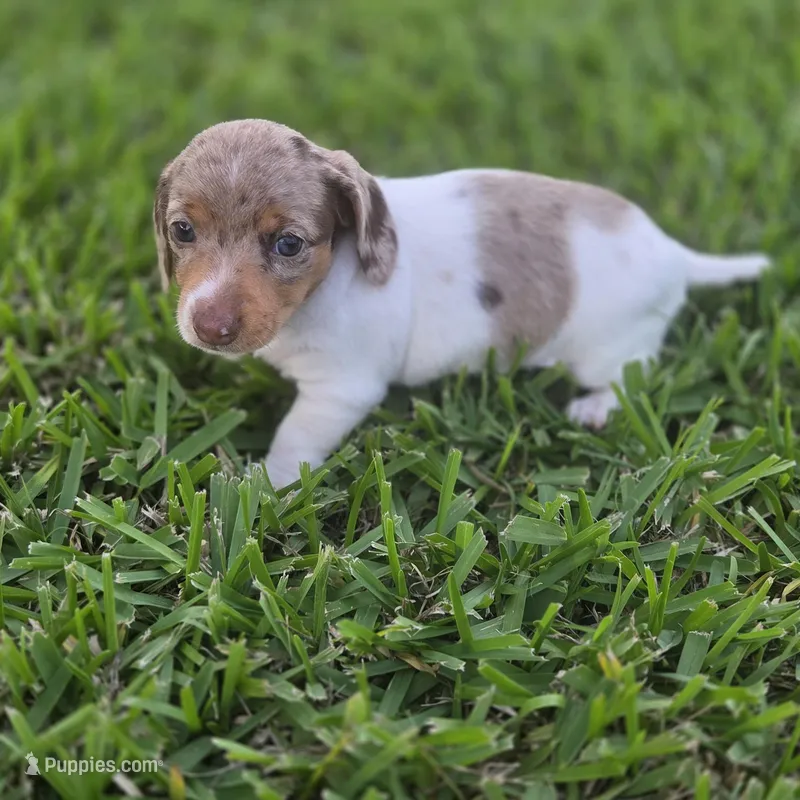 Pearl, a female Miniature Dachshund for sale in Burleson, TX – Photo 1 of 9