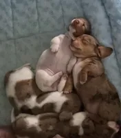 Pearl, a female Miniature Dachshund for sale in Burleson, TX – Photo 4 of 9