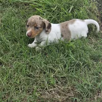 Pearl, a female Miniature Dachshund for sale in Burleson, TX – Photo 9 of 9