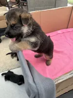 Pink German shepherd , a female German Shepherd Dog for sale in Macon, GA – 8 of 8