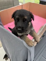 Blue German shepherd , a male German Shepherd Dog for sale in Macon, GA – 3 of 10