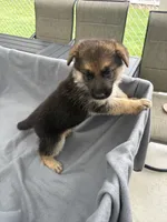 Puppy Pink , a female German Shepherd Dog for sale in Macon, GA – 4 of 10