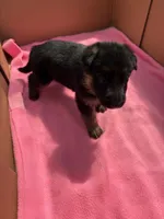 Red German shepherd , a female German Shepherd Dog for sale in Macon, GA – 5 of 9