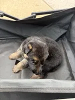 Puppy 6 male , a male German Shepherd Dog for sale in Macon, GA – 2 of 4