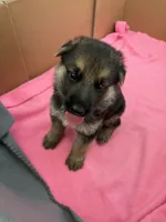  Brown German shepherd , a male German Shepherd Dog for sale in Macon, GA – 8 of 8