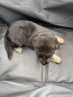 Puppy 7 male, a male German Shepherd Dog for sale in Macon, GA – 4 of 4