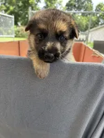 Pink German shepherd , a female German Shepherd Dog for sale in Macon, GA – 5 of 8