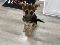 Puppy 1, a female German Shepherd Dog for sale in Macon, GA – Photo 2 of 10