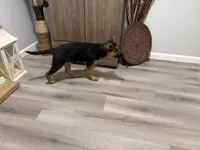 Puppy 1, a female German Shepherd Dog for sale in Macon, GA – Photo 7 of 10