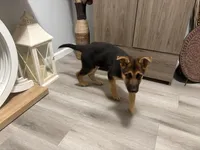 Puppy 1, a female German Shepherd Dog for sale in Macon, GA – Photo 6 of 10