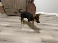 Puppy 1, a female German Shepherd Dog for sale in Macon, GA – Photo 8 of 10