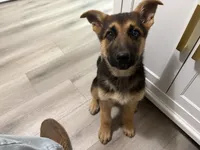 Puppy 1, a female German Shepherd Dog for sale in Macon, GA – Photo 1 of 10