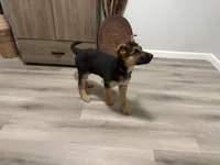 Puppy 1, a female German Shepherd Dog for sale in Macon, GA – Photo 5 of 10