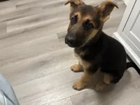 Puppy 1, a female German Shepherd Dog for sale in Macon, GA – Photo 3 of 10