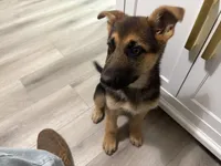 Puppy 1, a female German Shepherd Dog for sale in Macon, GA – Photo 9 of 10