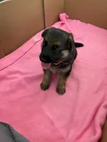 Orange German shepherd , a female German Shepherd Dog for sale in Macon, GA – 7 of 10