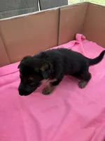 Gray German shepherd , a male German Shepherd Dog for sale in Macon, GA – 5 of 8