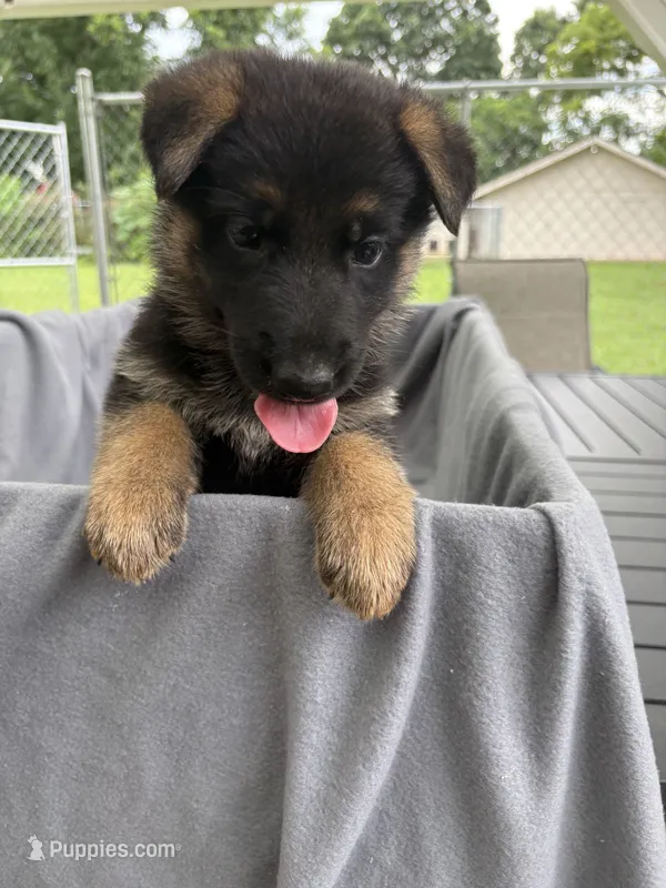 Puppy Red  – German Shepherd Dog puppy for sale in Macon, GA