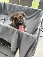 Puppy Orange , a female German Shepherd Dog for sale in Macon, GA – 2 of 8