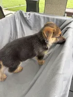 Puppy yellow, a female German Shepherd Dog for sale in Macon, GA – 10 of 10