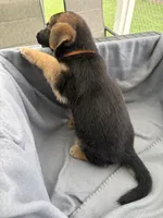 Puppy Orange , a female German Shepherd Dog for sale in Macon, GA – 6 of 8