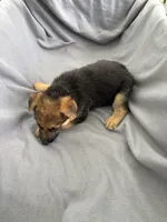 Puppy yellow, a female German Shepherd Dog for sale in Macon, GA – 6 of 10