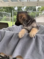 Puppy Pink , a female German Shepherd Dog for sale in Macon, GA – 10 of 10