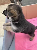 Pink German shepherd , a female German Shepherd Dog for sale in Macon, GA – 6 of 8