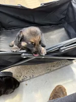 Puppy 2 female, a female German Shepherd Dog for sale in Macon, GA – 1 of 3