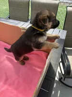Yellow German shepherd , a female German Shepherd Dog for sale in Macon, GA – 8 of 8