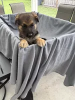 Puppy Orange , a female German Shepherd Dog for sale in Macon, GA – 7 of 8