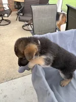 Puppy Pink , a female German Shepherd Dog for sale in Macon, GA – 9 of 10