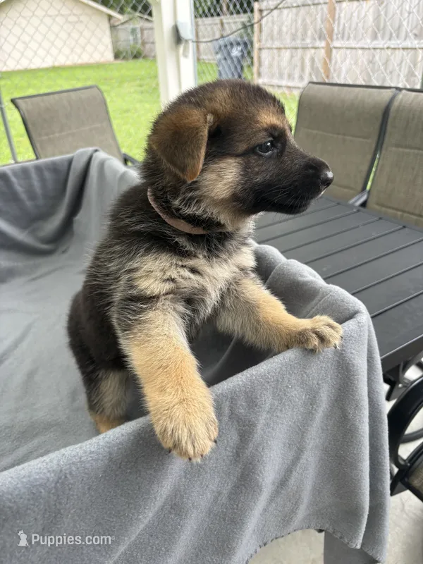 Puppy Pink  – German Shepherd Dog puppy for sale in Macon, GA
