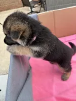 Pink German shepherd , a female German Shepherd Dog for sale in Macon, GA – 4 of 8