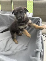 Puppy Red , a female German Shepherd Dog for sale in Macon, GA – 8 of 9
